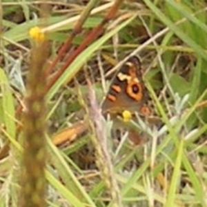 Junonia villida at Mugga Mugga Grassland (MMW) - 31 Jan 2024