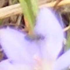 Diptera (order) (Fly - Unidentified) at Mugga Mugga Grassland (MMW) - 31 Jan 2024 by MichaelMulvaney