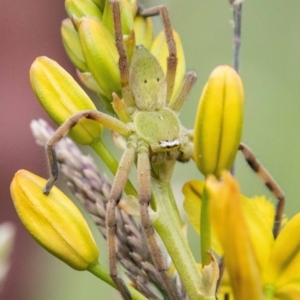 Neosparassus patellatus at Namadgi National Park - 24 Jan 2024