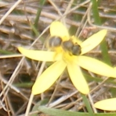 Lasioglossum sp. (genus) (Furrow Bee) at Symonston, ACT - 31 Jan 2024 by MichaelMulvaney