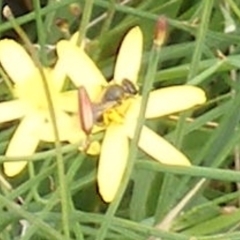 Lasioglossum sp. (genus) at Mugga Mugga Grassland (MMW) - 31 Jan 2024