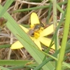 Lasioglossum sp. (genus) at Mugga Mugga Grassland (MMW) - 31 Jan 2024