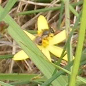 Lasioglossum sp. (genus) at Undefined Area - 31 Jan 2024 12:11 PM