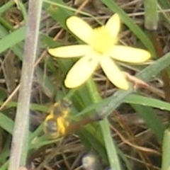 Lasioglossum sp. (genus) at Mugga Mugga Grassland (MMW) - 31 Jan 2024