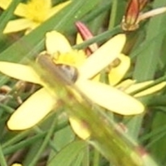 Lasioglossum sp. (genus) at Mugga Mugga Grassland (MMW) - 31 Jan 2024