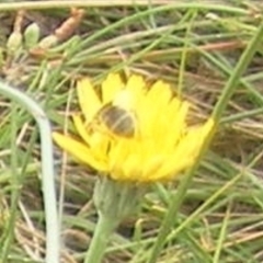Apiformes (informal group) (Unidentified bee) at Symonston, ACT - 31 Jan 2024 by MichaelMulvaney