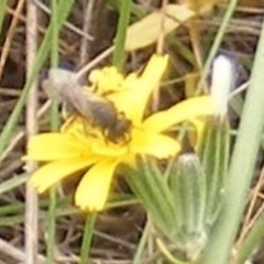 Apiformes (informal group) at Mugga Mugga Grassland (MMW) - 31 Jan 2024