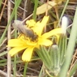 Apiformes (informal group) at Mugga Mugga Grassland (MMW) - 31 Jan 2024