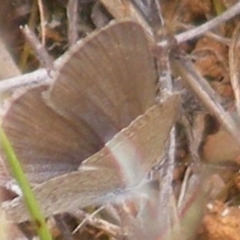 Zizina otis (Common Grass-Blue) at Symonston, ACT - 31 Jan 2024 by MichaelMulvaney