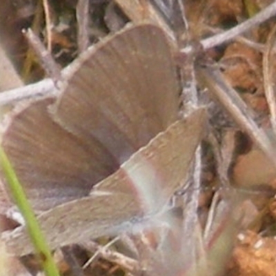 Zizina otis (Common Grass-Blue) at Mugga Mugga Grassland (MMW) - 31 Jan 2024 by MichaelMulvaney