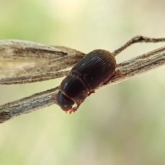 Aphodiinae (subfamily) (Aphodiine scarab beetle) at Cook, ACT - 23 Oct 2021 by CathB