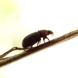 Aphodiinae (subfamily) at Mount Painter - 23 Oct 2021 03:20 PM