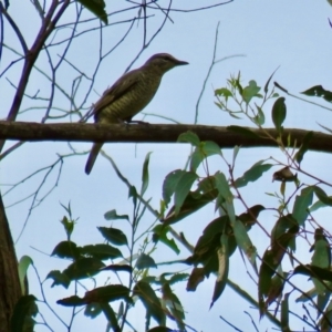 Edolisoma tenuirostre at Wingecarribee Local Government Area - 24 Jan 2024 10:23 AM