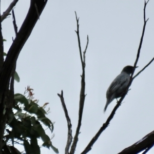 Edolisoma tenuirostre at Wingecarribee Local Government Area - 24 Jan 2024 10:23 AM