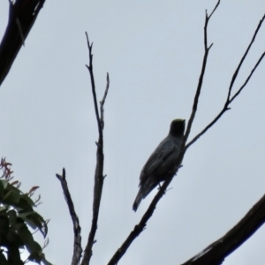 Edolisoma tenuirostre at Wingecarribee Local Government Area - 24 Jan 2024 10:23 AM