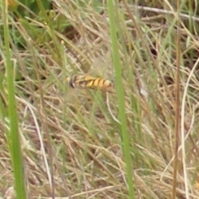 Simosyrphus grandicornis (Common hover fly) at Symonston, ACT - 31 Jan 2024 by MichaelMulvaney