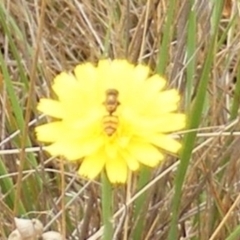 Simosyrphus grandicornis at Mugga Mugga Grassland (MMW) - 31 Jan 2024 11:45 AM