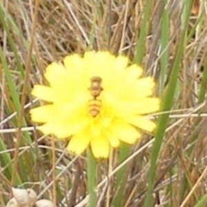 Simosyrphus grandicornis at Mugga Mugga Grassland (MMW) - 31 Jan 2024 11:45 AM