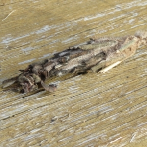 Metura elongatus at Wingecarribee Local Government Area - suppressed
