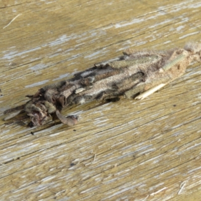 Metura elongatus (Saunders' case moth) at Mittagong - 23 Jan 2024 by Span102