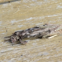 Metura elongatus at Wingecarribee Local Government Area - suppressed