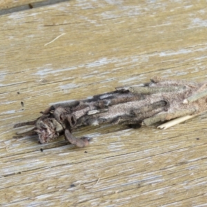 Metura elongatus at Wingecarribee Local Government Area - suppressed