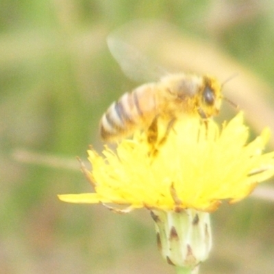 Apis mellifera (European honey bee) at Mugga Mugga Grassland (MMW) - 31 Jan 2024 by MichaelMulvaney