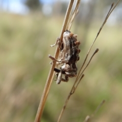 Orthorhinus klugii (Vine weevil) at Mount Painter - 25 Oct 2021 by CathB