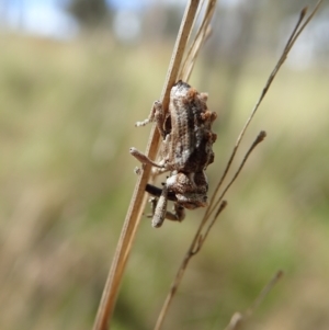 Orthorhinus klugii at Mount Painter - 25 Oct 2021