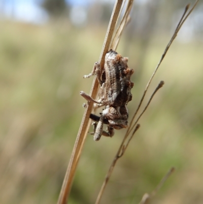 Orthorhinus klugii (Vine weevil) at Mount Painter - 25 Oct 2021 by CathB