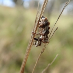 Orthorhinus klugii at Mount Painter - 25 Oct 2021