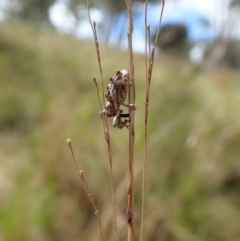 Orthorhinus klugii at Mount Painter - 25 Oct 2021 03:18 PM