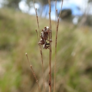 Orthorhinus klugii at Mount Painter - 25 Oct 2021