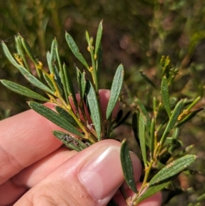 Acacia sclerophylla at Ouyen, VIC - 26 Jan 2024