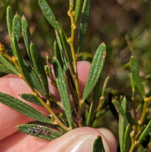 Acacia sclerophylla at Ouyen, VIC - 26 Jan 2024