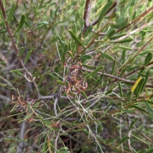 Acacia sclerophylla at Ouyen, VIC - 26 Jan 2024 10:16 AM