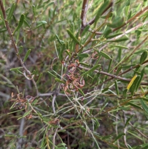 Acacia sclerophylla at Ouyen, VIC - 26 Jan 2024