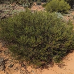 Acacia sclerophylla at Ouyen, VIC - 26 Jan 2024