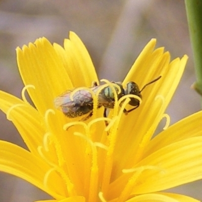 Lasioglossum (Homalictus) sp. (genus & subgenus) (Furrow Bee) at Symonston, ACT - 31 Jan 2024 by MichaelMulvaney