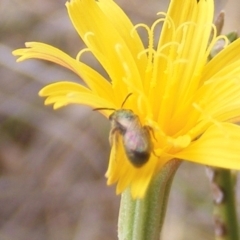 Lasioglossum (Homalictus) sp. (genus & subgenus) at Mugga Mugga Grassland (MMW) - 31 Jan 2024 11:48 AM