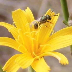 Lasioglossum (Homalictus) sp. (genus & subgenus) at Mugga Mugga Grassland (MMW) - 31 Jan 2024 11:48 AM