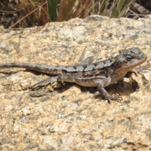 Rankinia diemensis at Namadgi National Park - 31 Jan 2024