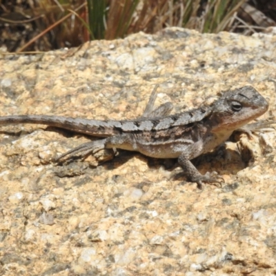 Rankinia diemensis (Mountain Dragon) at Tharwa, ACT - 31 Jan 2024 by JohnBundock