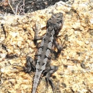 Rankinia diemensis at Namadgi National Park - 31 Jan 2024