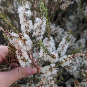 Melaleuca brevifolia at Ouyen, VIC - 26 Jan 2024