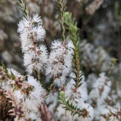 Melaleuca brevifolia at Ouyen, VIC - 26 Jan 2024