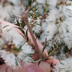 Melaleuca brevifolia at Ouyen, VIC - 26 Jan 2024