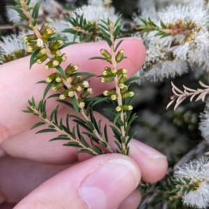 Melaleuca brevifolia at Ouyen, VIC - 26 Jan 2024