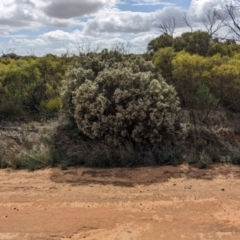 Melaleuca brevifolia at Ouyen, VIC - 26 Jan 2024