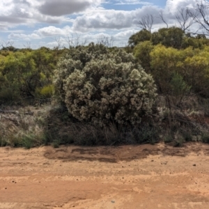 Melaleuca brevifolia at Ouyen, VIC - 26 Jan 2024 10:42 AM